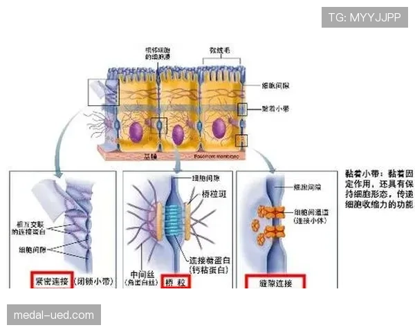 麦迪逊高位压迫中的组织核心作用解析
